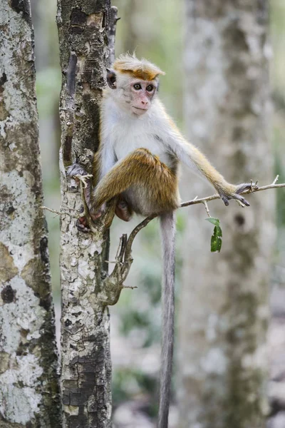 Toque Macaque Macaca Sinica Шри Ланка — стоковое фото