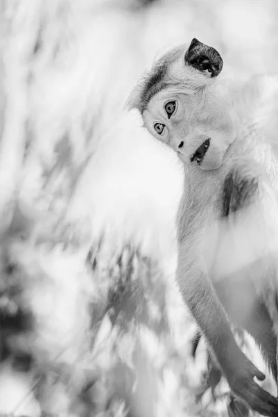 Portrait Toque Macaque Macaca Sinica Black White Sri Lanka — Stock Photo, Image