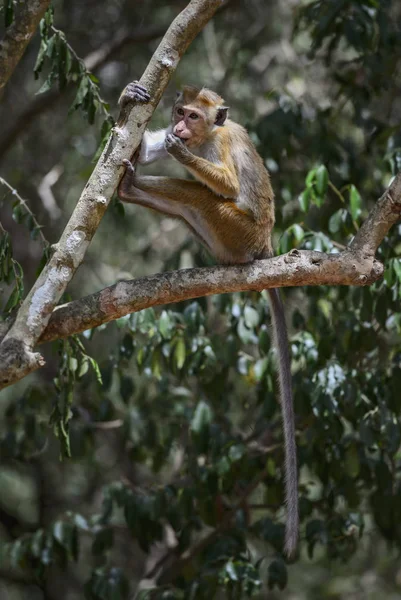 Ceyloni Makákó Macaca Sinica Srí Lanka — Stock Fotó
