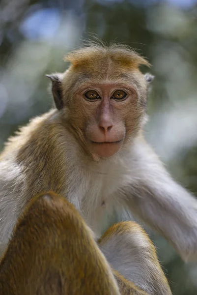 Portrait Toque Macaque Macaca Sinica Avec Contact Visuel Direct Sri — Photo