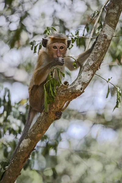 Macaque Toque Macaca Sinica Sri Lanka — Photo