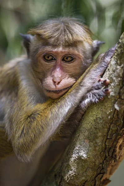 Ritratto Rilassante Toque Macaque Macaca Sinica Sri Lanka — Foto Stock