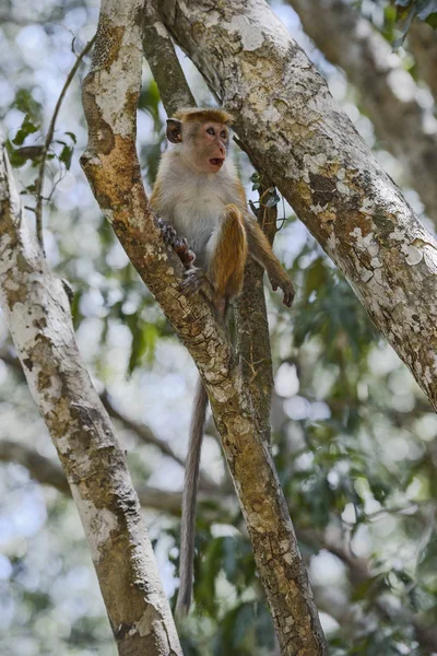 Toque Macaque Macaca Sinica Шри Ланка — стоковое фото