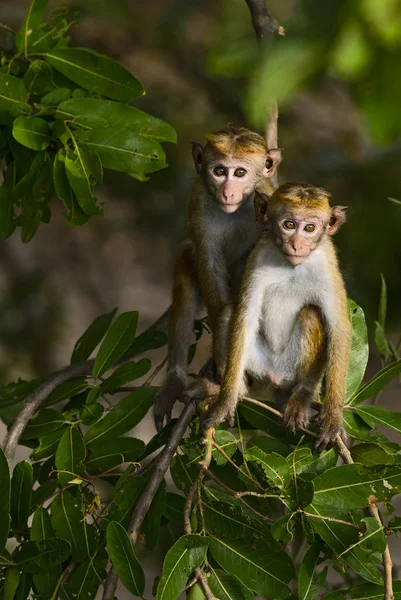 Coppia Giovani Toque Macaques Macaca Sinica Sul Ramo Nella Foresta — Foto Stock