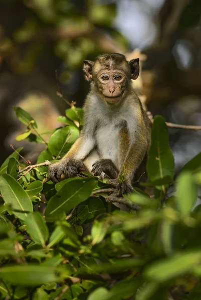 Young Toque Macaque Macaca Sinica Seduta Sul Ramo Nella Foresta — Foto Stock