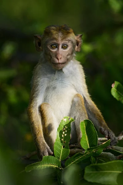 Toque Macaque Macaca Sinica Sri Lanka Contatto Visivo Diretto Con — Foto Stock