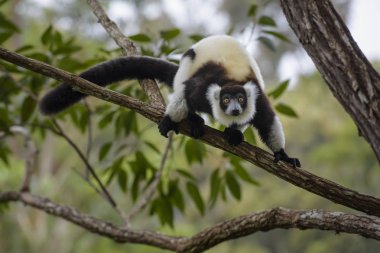 Siyah ve beyaz Nomascus Lemur - Varecia variegata, Madagaskar. Kritik tehlike altında göz kamaştırıcı olsun primat Madagaskar yağmur ormanından.