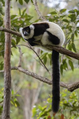 Siyah ve beyaz Nomascus Lemur - Varecia variegata, Madagaskar. Kritik tehlike altında göz kamaştırıcı olsun primat Madagaskar yağmur ormanından.