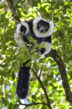 Siyah ve beyaz Nomascus Lemur - Varecia variegata, Madagaskar. Kritik tehlike altında göz kamaştırıcı olsun primat Madagaskar yağmur ormanından.