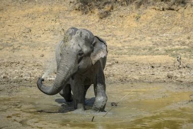 Sri Lanka fil - Elephas maximus maximus, Sri Lanka. Büyük olan. Asya çalıların arasında en büyük memeli.