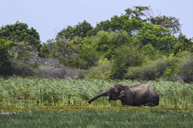 Sri Lanka fil - Elephas maximus maximus, Sri Lanka. Büyük olan. Asya çalıların arasında en büyük memeli.