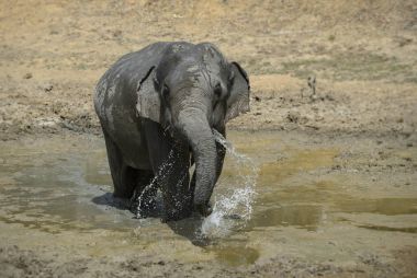 Sri Lanka fil - Elephas maximus maximus, Sri Lanka. Büyük olan. Asya çalıların arasında en büyük memeli.