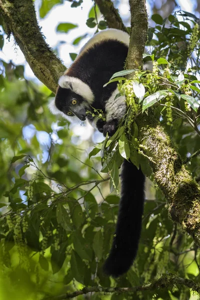 Lemur Ruffed Preto Branco Varecia Variegata Madagascar Primaz Beatifull Criticamente — Fotografia de Stock