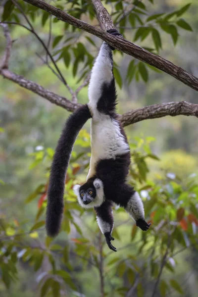 Lemur Ruffed Preto Branco Varecia Variegata Madagascar Primaz Beatifull Criticamente — Fotografia de Stock