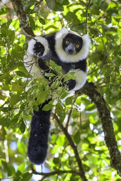 Siyah Beyaz Nomascus Lemur Varecia Variegata Madagaskar Kritik Tehlike Altında — Stok fotoğraf