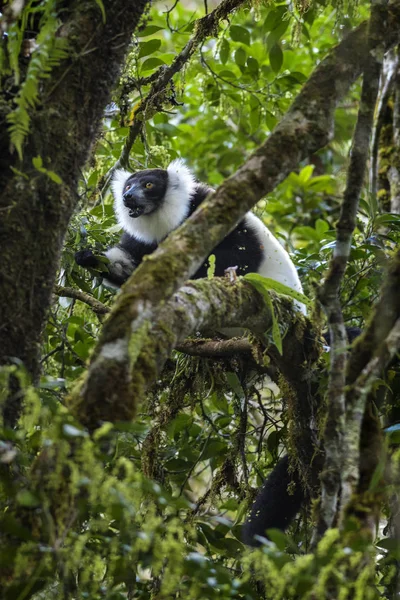黑色和白色毛狐猴 Varecia 马达加斯加 马达加斯加雨林中濒危的 Beatifull 灵长类动物 — 图库照片