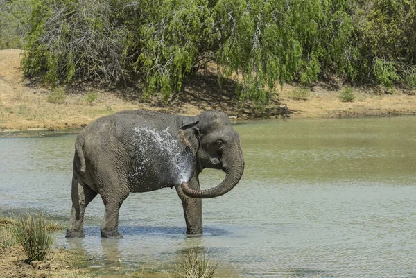 Elefante Sri Lanka Elephas Maximus Maximus Sri Lanka Grande Mamífero — Foto de Stock