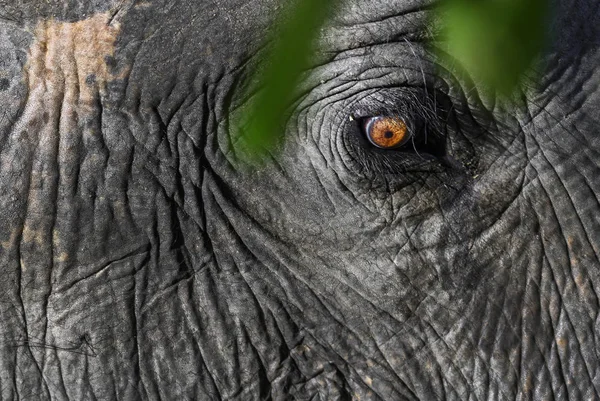 Elefante Sri Lanka Elephas Maximus Maximus Sri Lanka Grande Mamífero — Foto de Stock