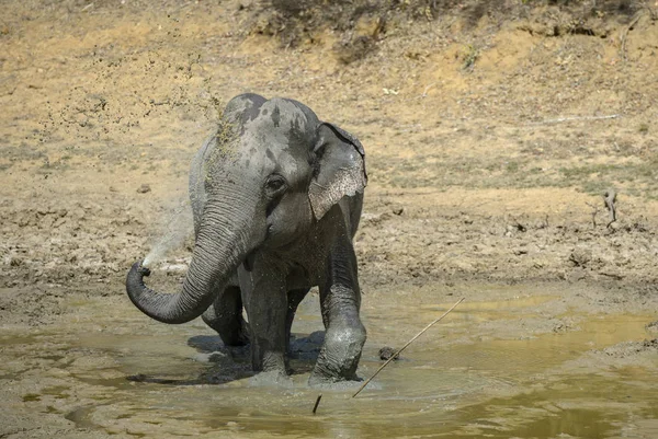 Elefante Sri Lanka Elephas Maximus Maximus Sri Lanka Grande Mamífero — Foto de Stock