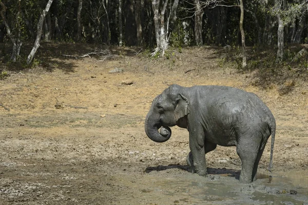 스리랑카 코끼리 Elephas Maximus 막시무스 스리랑카 하나입니다 아시아 숲에서 포유동물 — 스톡 사진