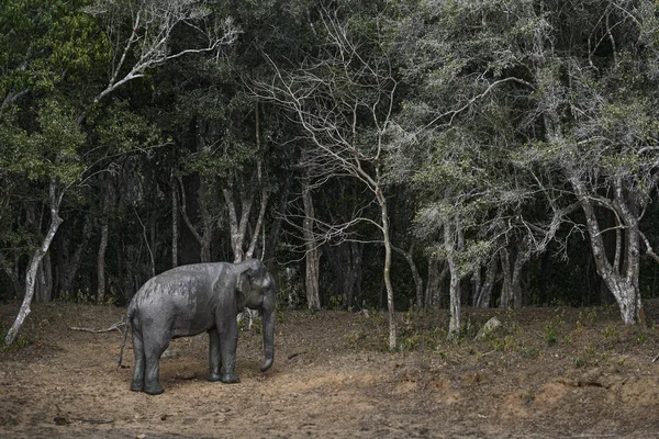 スリランカ スリランカ象 Elephas マキシマス Maximus スリランカ 大きな アジアの茂みで最大の哺乳動物 — ストック写真
