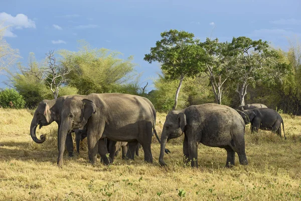 Elefante Sri Lanka Elephas Maximus Maximus Sri Lanka Grande Mamífero — Foto de Stock