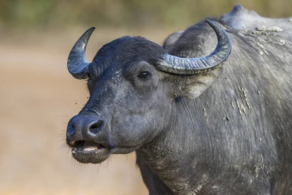 Sri Lanka Wild Buffalo Bubalus Arnee Migona Pastagem Sri Lanka — Fotografia de Stock