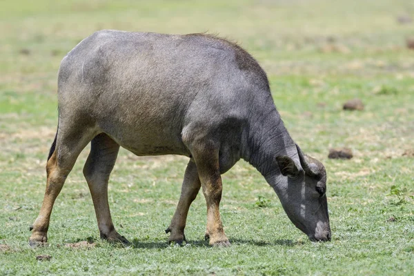 Sri Lankas Vilda Buffalo Bubalus Arnee Migona Bete Sri Lanka — Stockfoto