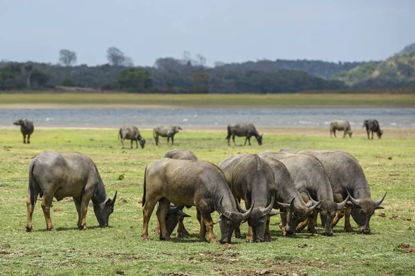 Sri Lanka Wild Buffalo Bubalus Arnee Migona Pastagem Sri Lanka — Fotografia de Stock