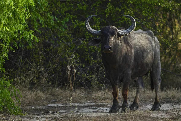 Sri Lanka Wild Buffalo Bubalus Arnee Migona Pastagem Sri Lanka — Fotografia de Stock