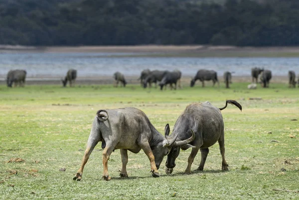 Sri Lanka Wild Buffalo Bubalus Arnee Migona Pastagem Sri Lanka — Fotografia de Stock