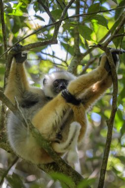 Diademed Sifaka - Propithecus diadema, doğu kıyılarında yağmur ormanı, Madagaskar. Nesli tükenmekte olan lemur Madagaskar yağmur ormanından. Şirin primat. 