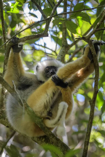 Diademed Propithecus 迪亚德马 东海岸雨林 马达加斯加 濒危狐猴从马达加斯加雨林 可爱的灵长类动物 — 图库照片