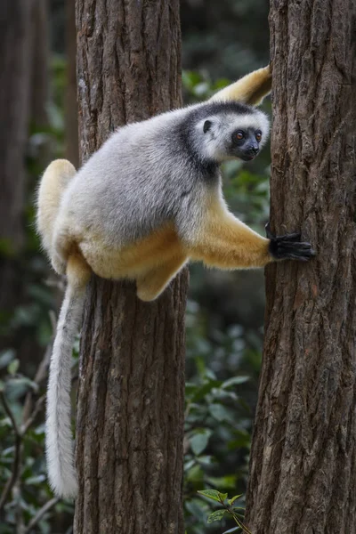 Diademed Sifca Propithecus Difcma Тропические Леса Восточного Побережья Мадагаскар Вымирающий — стоковое фото