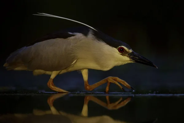 Black Gekroond Nacht Heron Nycticorax Nycticorax Jacht Vissen Tijdens Nacht — Stockfoto