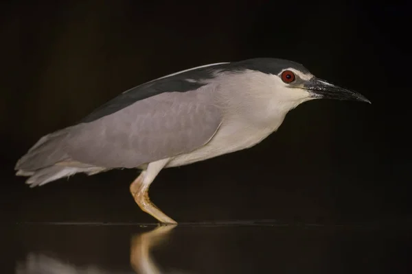 Black Crowned Night Heron Nycticorax Nycticorax Hunting Fishes Night Hungarian — Stock Photo, Image