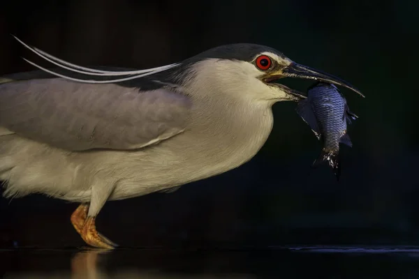 Black-crowned Night-heron - Nycticorax nycticorax hunting fishes during night in Hungarian lake