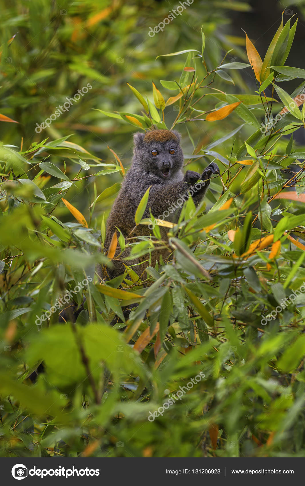 Östlicher Kleiner Bambuslemur Hapalemur Griseus Madagaskar Regenwald