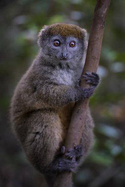 Doğu az bambu Lemur - Hapalemur griseus, Madagaskar yağmur ormanı. Madagaskar endemite. Şirin primat. Bambu.