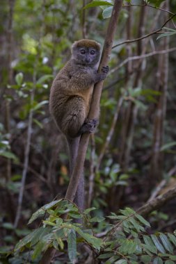 Doğu az bambu Lemur - Hapalemur griseus, Madagaskar yağmur ormanı. Madagaskar endemite. Şirin primat. Bambu.