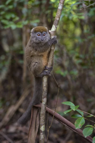 Bambuszmaki Hapalemur Griseus Madagaszkár Esőerdők Madagaszkár Endemite Aranyos Főemlőssel Nevelték — Stock Fotó