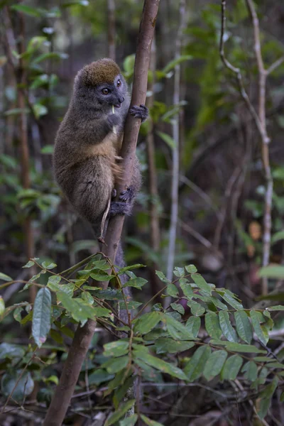 Восточный Лемур Бамбук Гризев Хапалемур Тропический Лес Мадагаскара Мадагаскарский Эндемит — стоковое фото