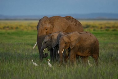 Afrika Bush fil - Loxodonta africana, Amboseli Ulusal Parkı, Kenya, Afrika Safari