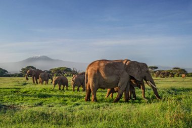 Afrika Bush fil - Loxodonta africana, Amboseli Ulusal Parkı, Kenya, Afrika Safari