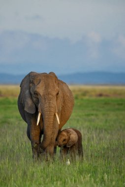 Afrika Bush fil - Loxodonta africana, Amboseli Ulusal Parkı, Kenya, Afrika Safari