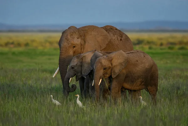 非洲灌木大象 属非洲 狩猎在安博塞利国家公园 肯尼亚 — 图库照片