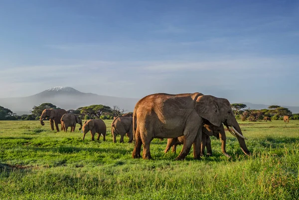 Savanneolifant Loxodonta Africana Safari Amboseli National Park Kenia Afrika — Stockfoto