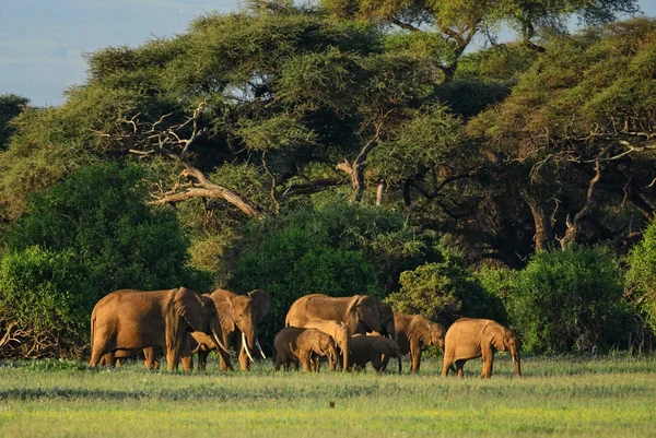 Αφρικανικός Ελέφαντας Των Μπους Africana Loxodonta Σαφάρι Στην Amboseli National — Φωτογραφία Αρχείου