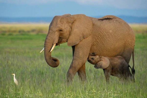 Elefante Africano Bush Loxodonta Africana Safari Parque Nacional Amboseli Kenia — Foto de Stock