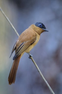 Madagaskar cennet-sinekkapan - Terpsiphone mutata, Madagaskar. Güzel tüneyen kuş ile son derece uzun kuyruk uzun Madagaskar ormanlar, çalı ve bahçeler.